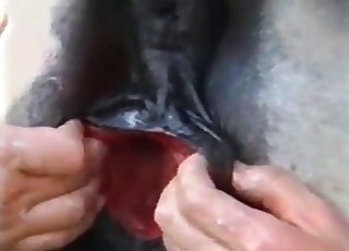 Dirty zoophile stretches giant pussy of a horse enjoying the inner view