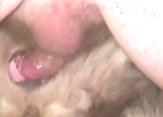 Fat zoophile screws a submissive animal in a zoo porno session