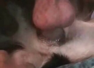 Closeup zoo porn scene of a nasty zoophile giving a fuck to a dog