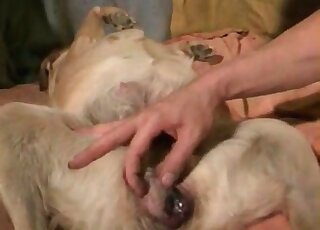 Dude takes his dog in bed to fuck her in a hot zoo porn video
