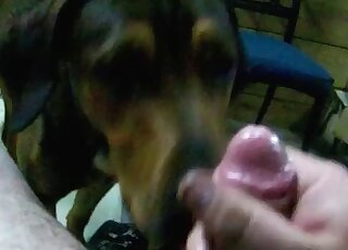 Zoo sex addicted guy takes out his cock for his dog to lick