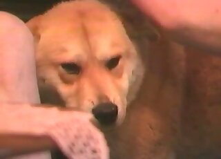 Pervert gives some fingerfucking to a horny animal in a zoo porn vid