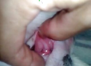 رجل يلتقط مقطع فيديو لقضيبه المشعر وهو يتحرك ببطء في مهبل الكلب