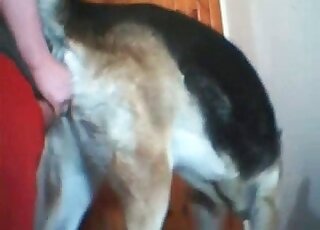 Zoo sex addict gets tons of pleasure when he fucks his horny dog