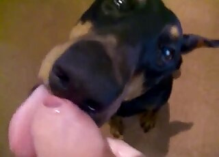 Dude's uncut cock is being pleased by a gay black dog in POV