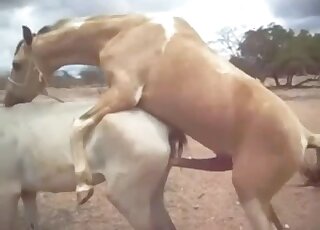 Sexy brown animal fucks a white mare in an animal-on-animal porno