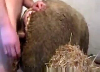 Fantastica scena di sesso in stile doggystyle allo zoo con un ragazzo che scopa una pecora