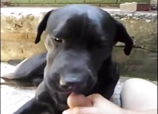 POV dog blowjob movie showing a zoophile and his obedient black pet