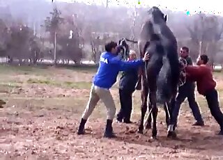 Horny black stallion teasing in a porn video with closeted zoophiles