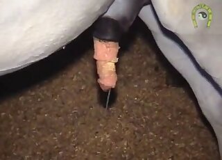 Horse cock twitching from excitement and orgasms in a solo zoo XXX