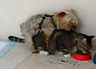 Sexy cat gets fucked by a small dog in an animal-on-animal zoo vid