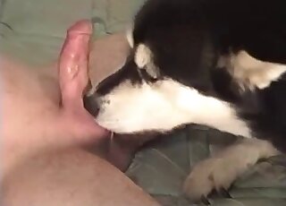 Male zoophile with a nice ass fucking a dog in missionary real hard