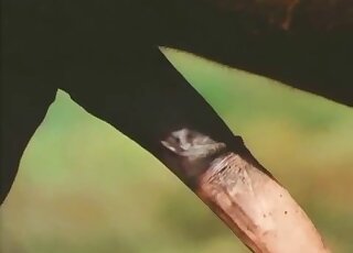 Rare horse on horse porn movie with a hung brown stallion in HQ