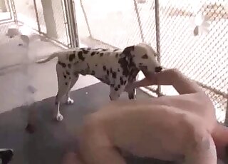 Dalmatian enjoying doggystyle gay anal fucking in taboo zoo porn