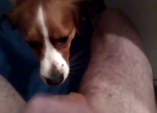 Lovely teasing and pleasuring session with a pervy zoophilic dude