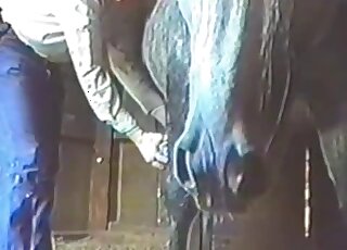 Farm porn movie with a well-hung stallion that loves flaunting it