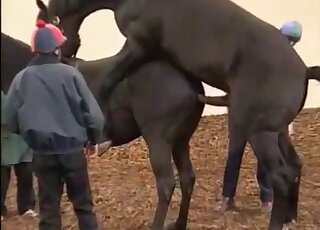 Horse on horse porn movie with a black stallion drilling that twat