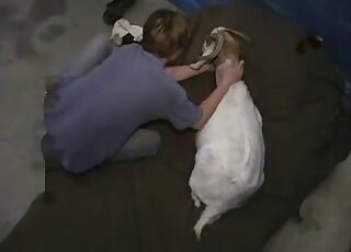 Goat pussy getting licked and fingered by a brazen zoophile stud