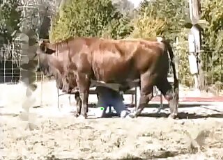 Huge cow is going to endure fucking with a kinky zoophilic dude