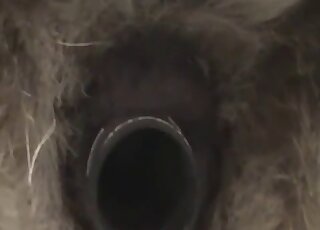 Exposed and widened animal hole is going to get fucked in zoo XXX