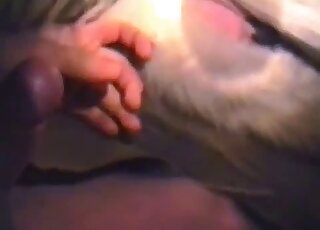 Dude using his penis to fuck a sexy mare in a nighttime zoo video