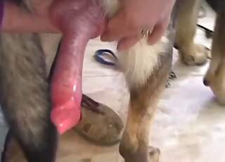 Handjob for a sexy dog spotlighted in a closeup movie with zoo action