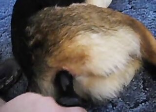 Dude using a toy to get his horny dog even hornier in POV zoo sex