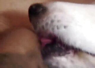 Dude's cock is getting licked by his obedient dog in zoo POV oral vid