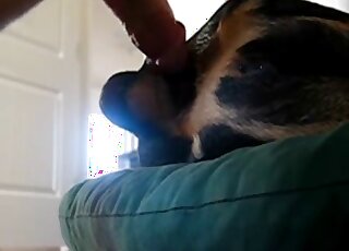 Guy practicing his jackhammering skills with a slutty dog that cums