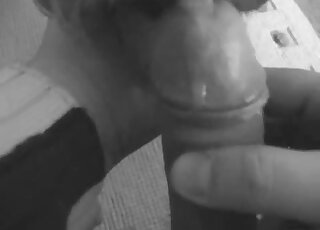 Dude's cock pleasured by his dog in a B&W porn video with hot oral