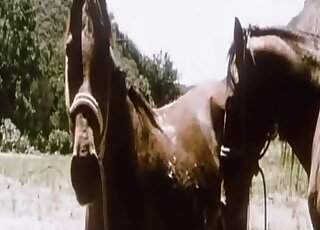 Horse showing its huge cock and fucking other animals in zoo porn