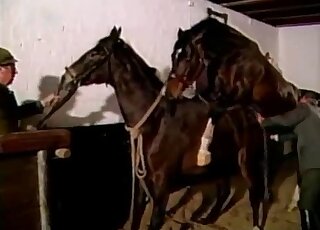 Brown stallion featured heavily in a very arousing zoophile vid