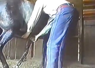 Blue jeans dude gives this farm animal a very passionate handjob