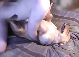 Chubby guy shows his big belly while fucking an animal in missionary