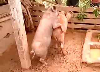 Pig on pig fucking movie featuring filthy animals that wanna bang