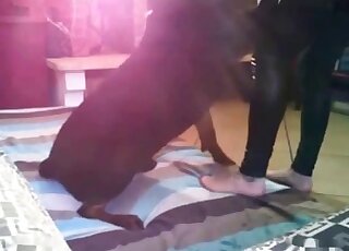 Attractive black animal is about to fuck a bodysuit-wearing zoophile