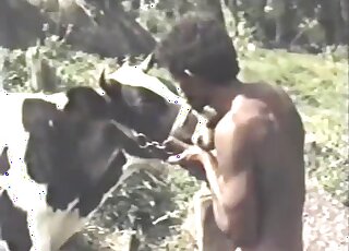 Vintage cow porn movie featuring a muscular Latin lover with a rager