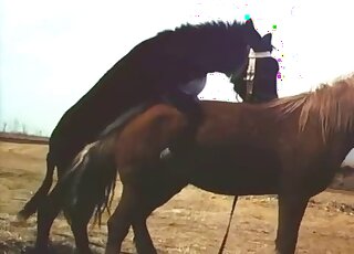 Brown mare is about to get fucked in a passionate porn movie