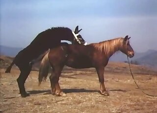 فرس بنية على وشك أن تُمارس الجنس في فيلم إباحي عاطفي