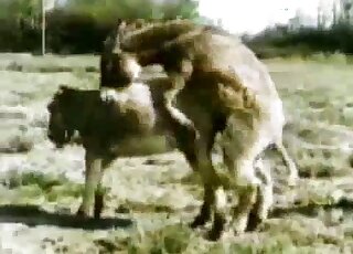 Attractive animals get together while outdoors to fuck with passion