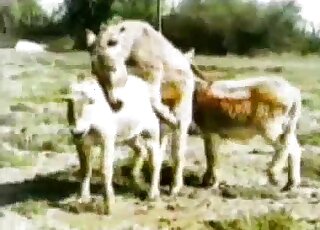 Attractive animals get together while outdoors to fuck with passion