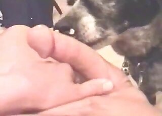 Guy's hard cock is being currently pleasured by a sexy dog in POV