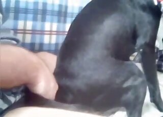 Dude's enjoying reverse cowgirl fucking with a black mutt here