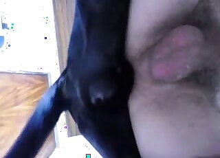 Hairy cock guy fucking a black dog by bottoming for it happily