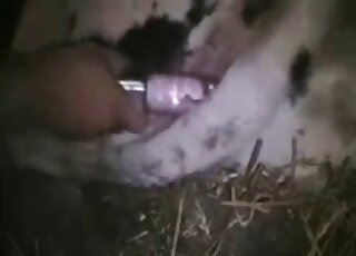 Farm animal's pussy is being pleasured by a dildo with a nice twist