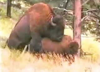 Outdoor fucking movie showing big animals that look like bisons