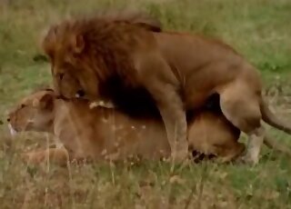 Animals fucking each other to the point of hardcore orgasms in HQ