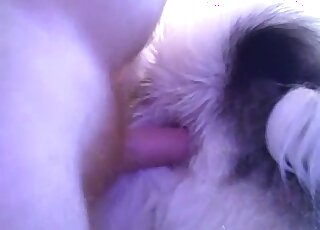 Guy trains that tight dog hole with a toy before using his penis