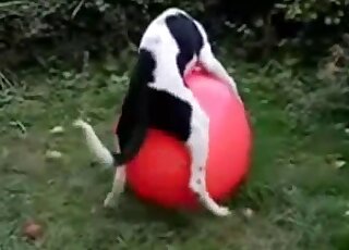 Compilation of animals fucking other animals with passion here