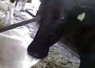 Dude is going to finger this mare's giant pussy in a POV porn scene